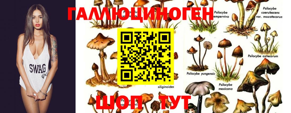 Черкесск  Псилоцибиновые грибы Psilocybine cubensis  Вход с VPN  Псилоцибиновые грибы GOLDEN TEACHER 